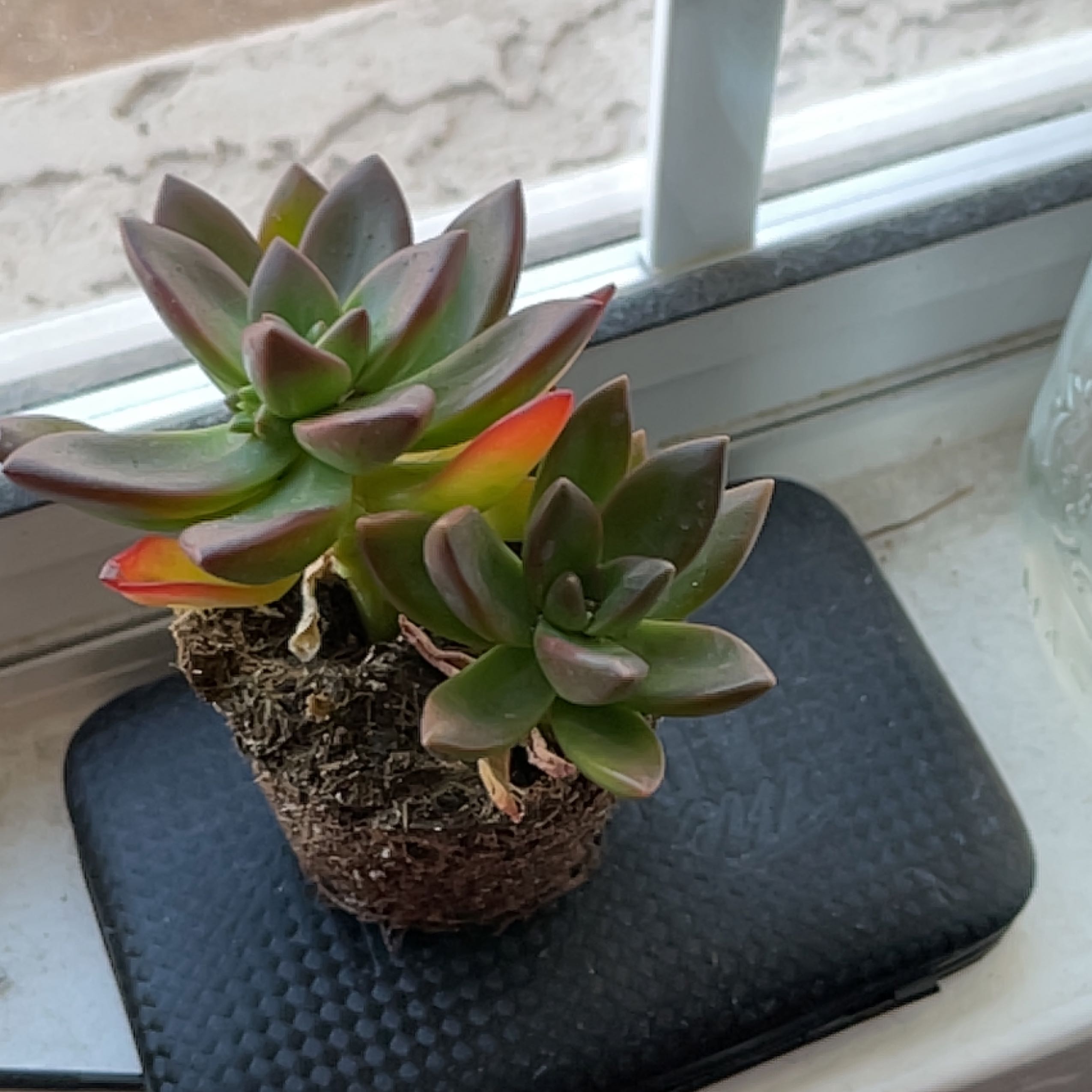 Sedeveria 'Sorrento™' succulent plant on a windowsill, healthy and well-framed.