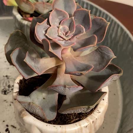 Photo of the plant species Echeveria Red Skye by @AngelicFuchsia named Elle on Greg, the plant care app