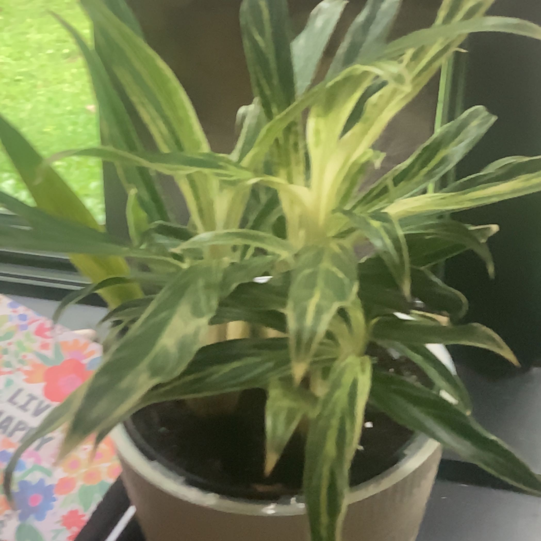Photo of the plant species Chinese Evergreen Bai Kaw by @VastFicus named Rice on Greg, the plant care app