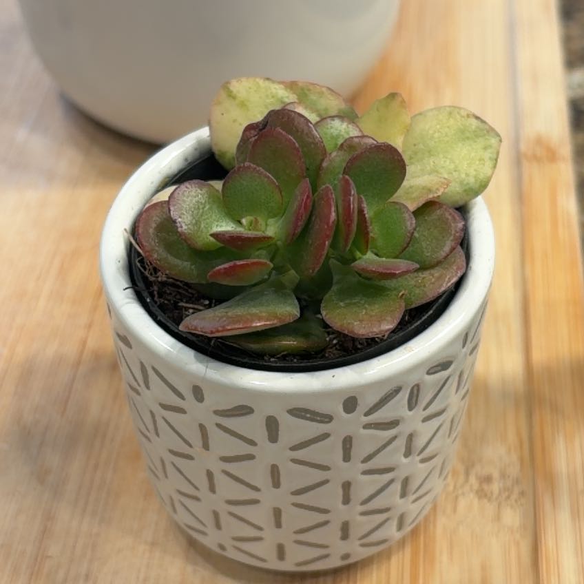 Photo of the plant species Mosaic Jade by @ivysbookgarden named Leaf Erickson on Greg, the plant care app