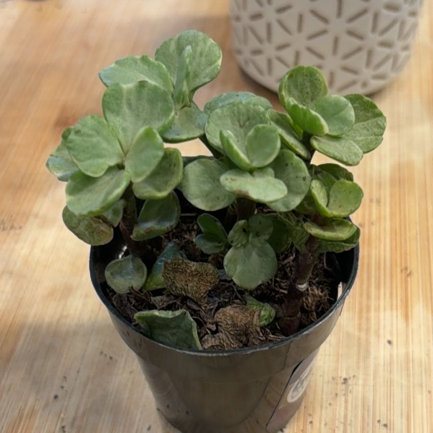 Photo of the plant species Portulacaria afra 'Manny' by @ivysbookgarden named Walt on Greg, the plant care app