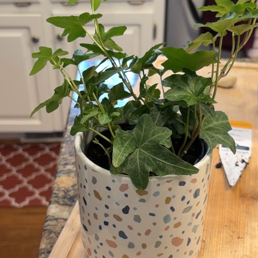 Photo of the plant species Asterisk Ivy by @ivysbookgarden named Daphne on Greg, the plant care app