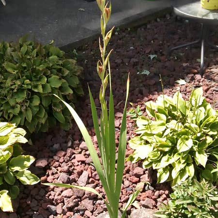 Photo of the plant species Cape Bugle-Lily by @GroundedCactus named Ulysses S Plant on Greg, the plant care app