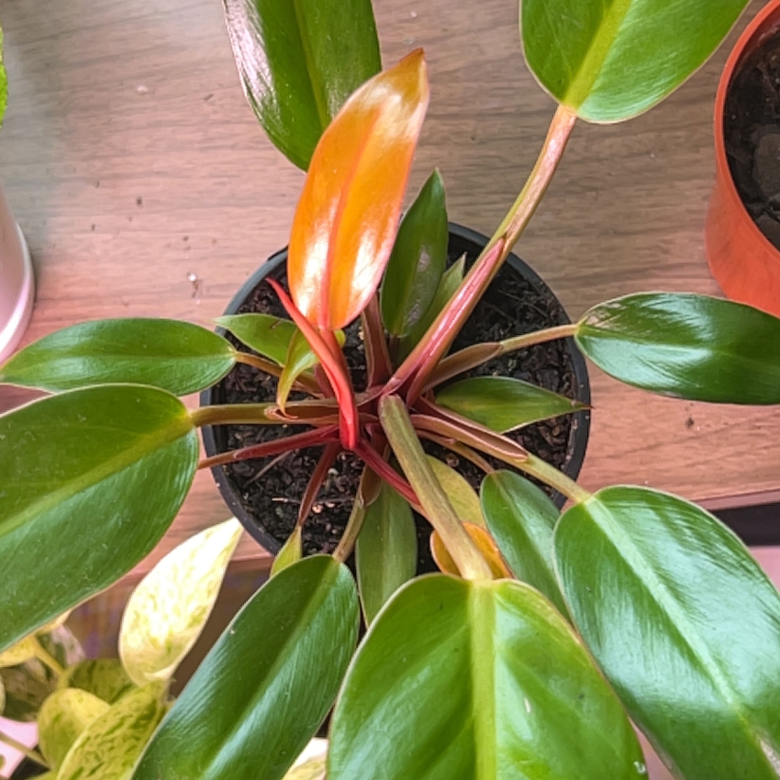 Philodendron Red Sun plant with vibrant green leaves and red stems in a pot.