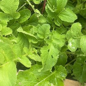 Photo of the plant species Cultivated Radish by @CaringWildyam named Nithin on Greg, the plant care app