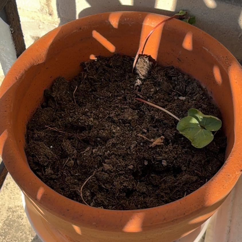Photo of the plant species Mexican Cotton by @SumptuousAster named Bavovna on Greg, the plant care app