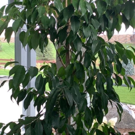 Photo of the plant species Exotica Weeping FIg by @ExecPyreneanoak named Apollo on Greg, the plant care app