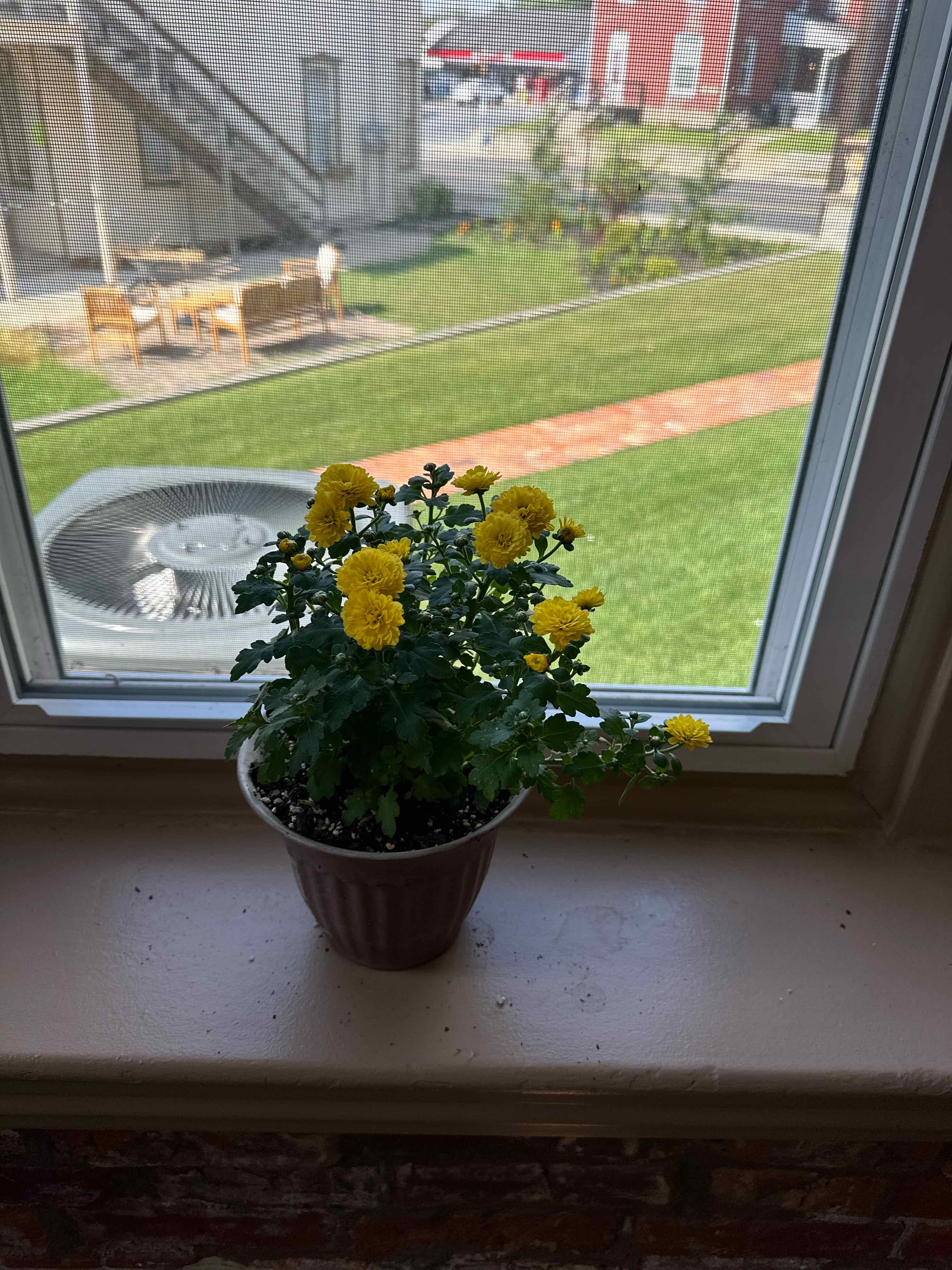 Potted Chrysanthemum plant with yellow flowers on a windowsill.
