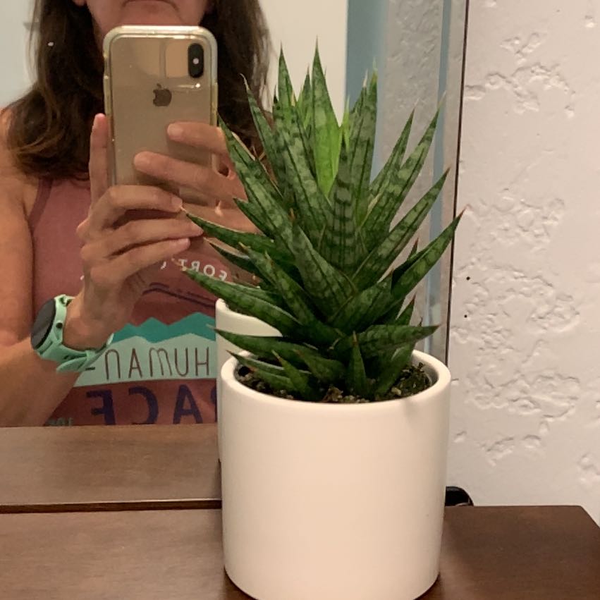 Sansevieria francisii plant in a white pot with a person taking a photo in the background.