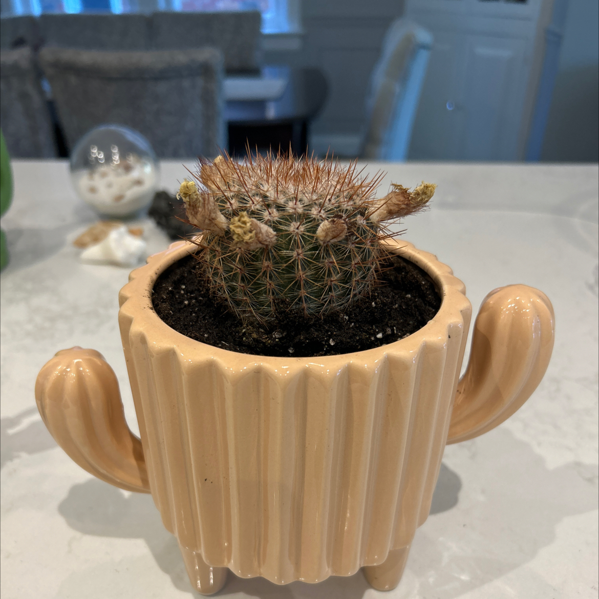Parodia x erubescens cactus in a decorative pot with visible soil.