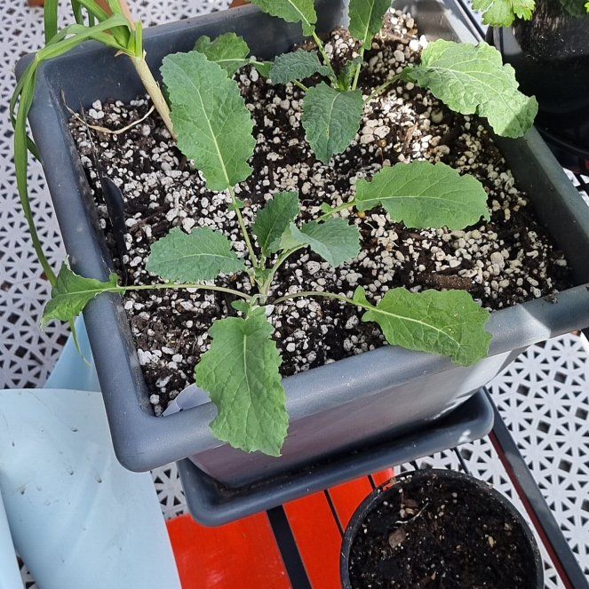 Photo of the plant species Kale Lacinato by @NaturalFernmoss named Peter Parker on Greg, the plant care app