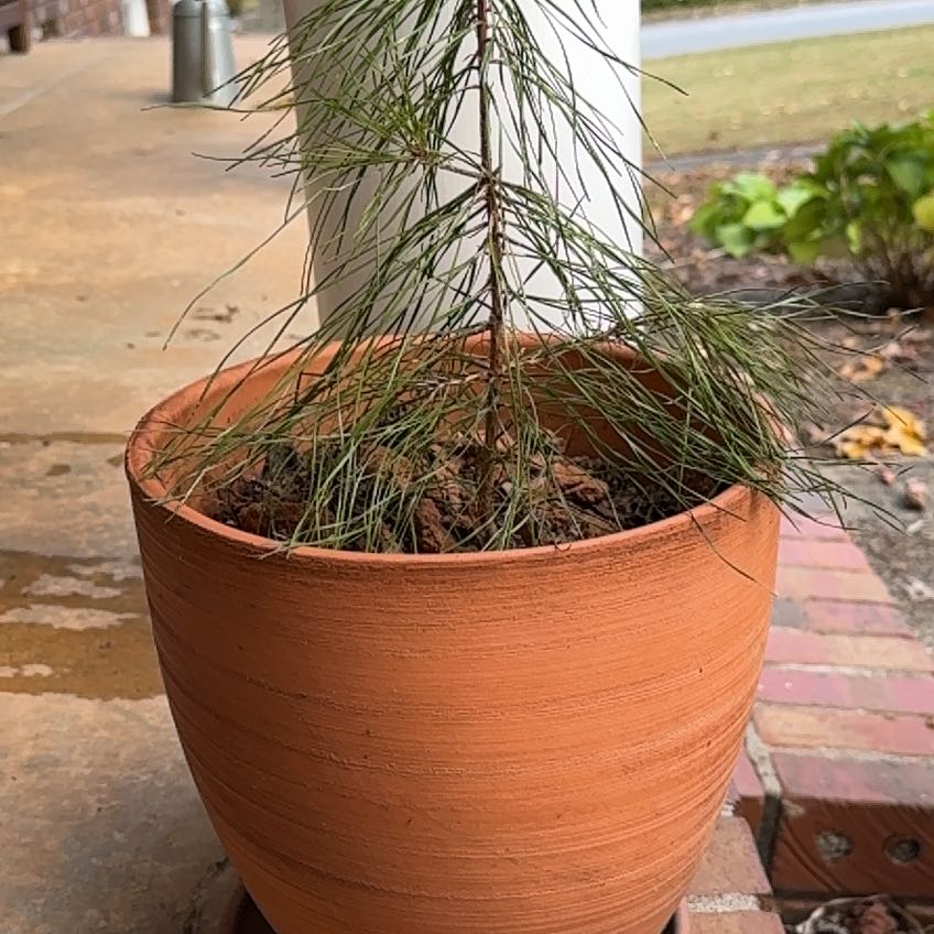 Potted Eastern White Pine on a porch with visible soil and needle-like leaves.