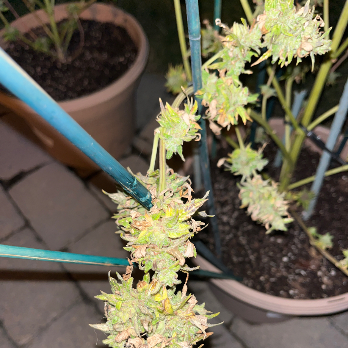 Belle Blue plant with yellowing and browning leaves, supported by stakes in a pot.