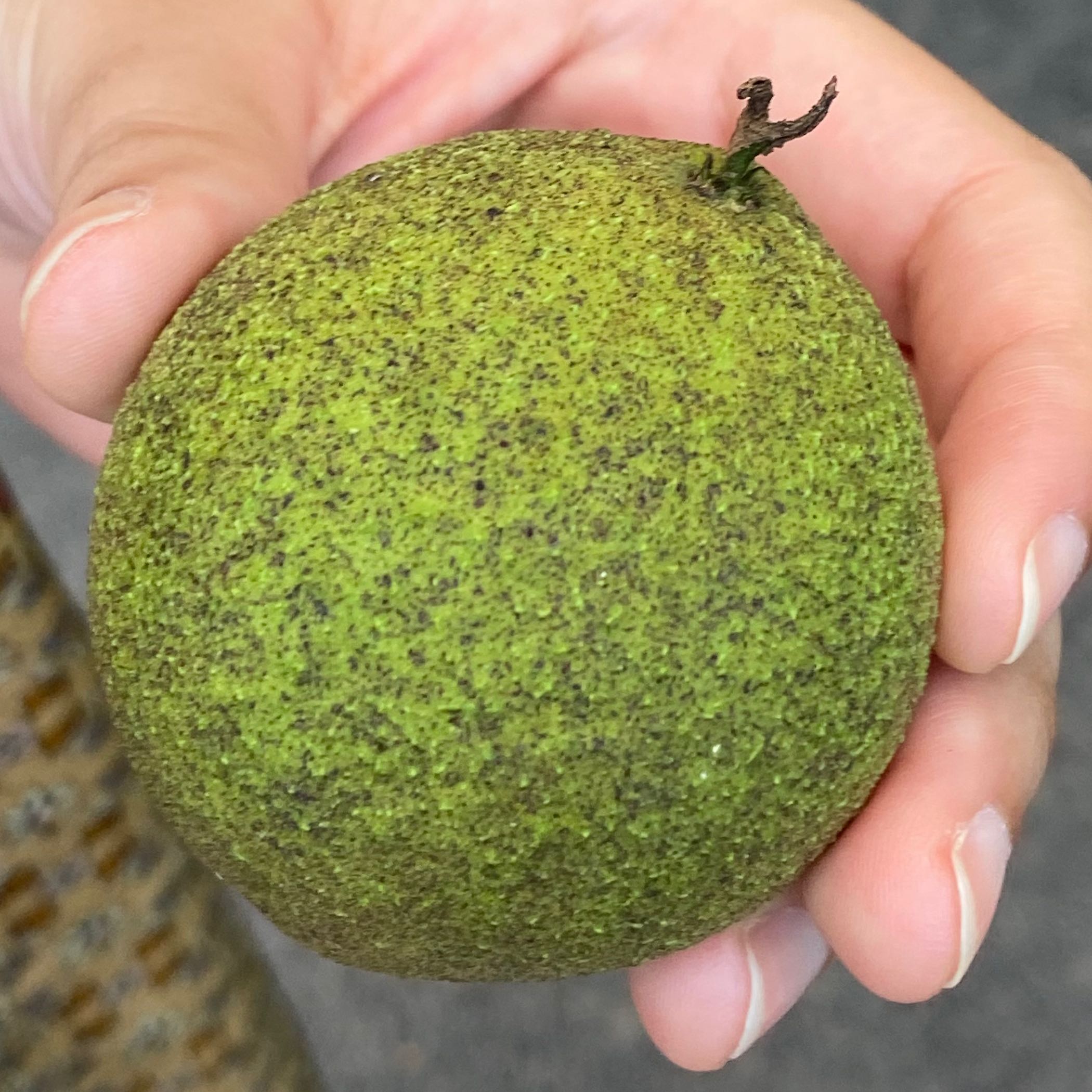 Hand holding a green Black Walnut fruit.
