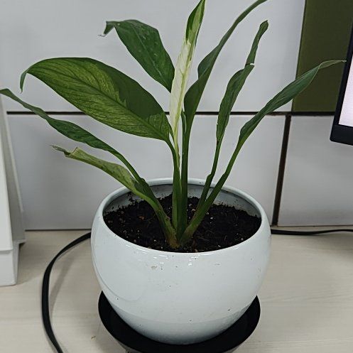 Photo of the plant species Picasso Peace Lily by @GladTigerlily named Pablo on Greg, the plant care app