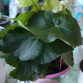 Photo of the plant species Rieger Begonia by @QuirkySmellfox named Delilah on Greg, the plant care app