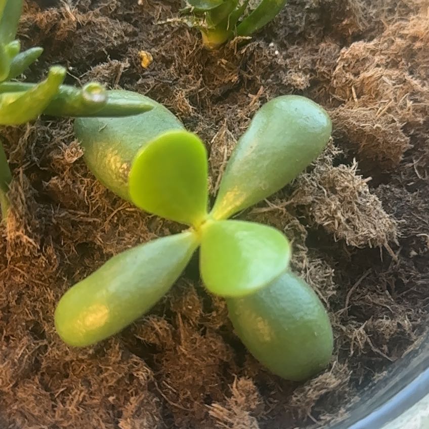 Close-up of a healthy Jade Plant with thick, fleshy leaves and visible soil.