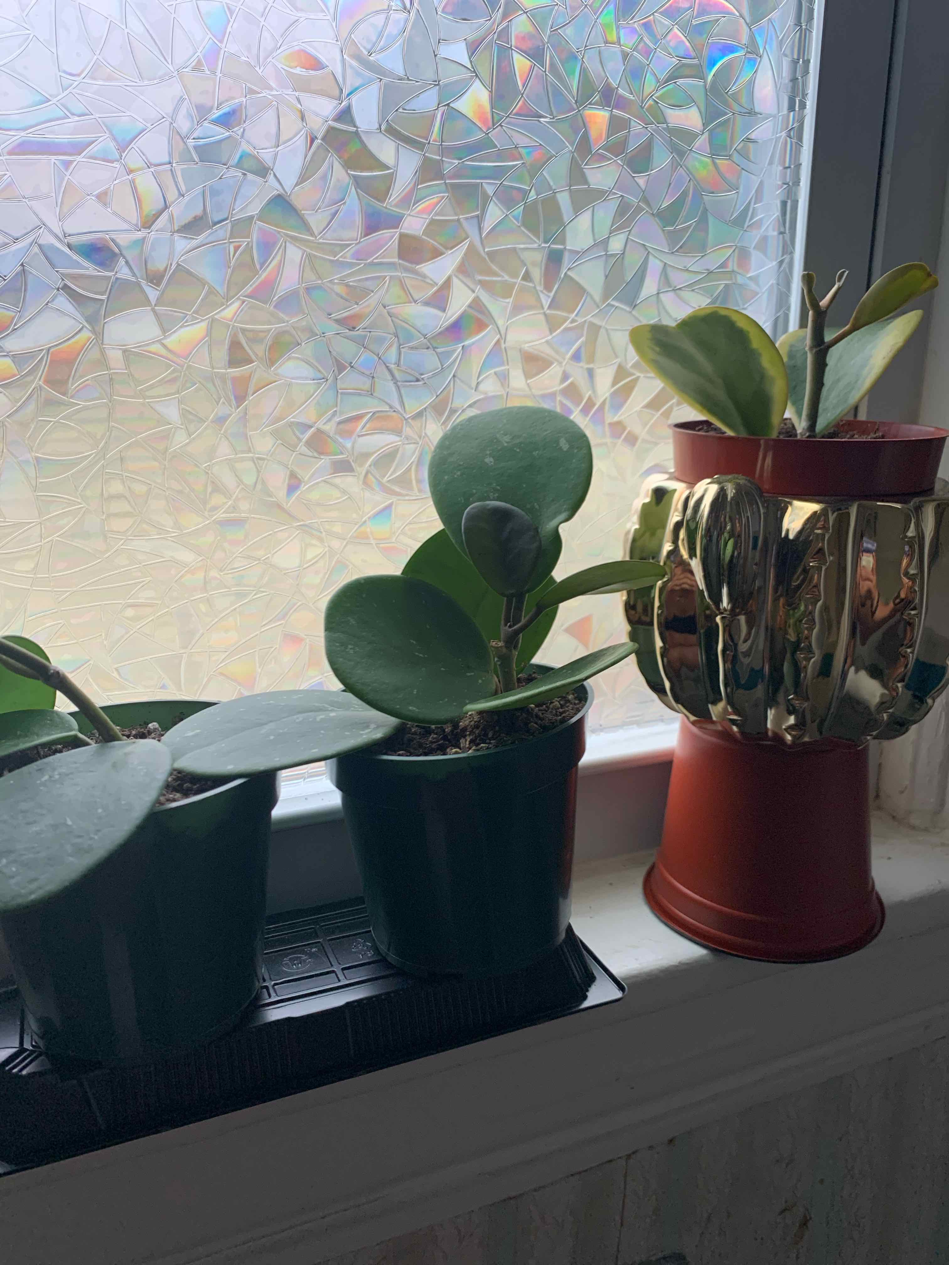 Three potted Hoya obovata plants on a windowsill with decorative window film in the background.