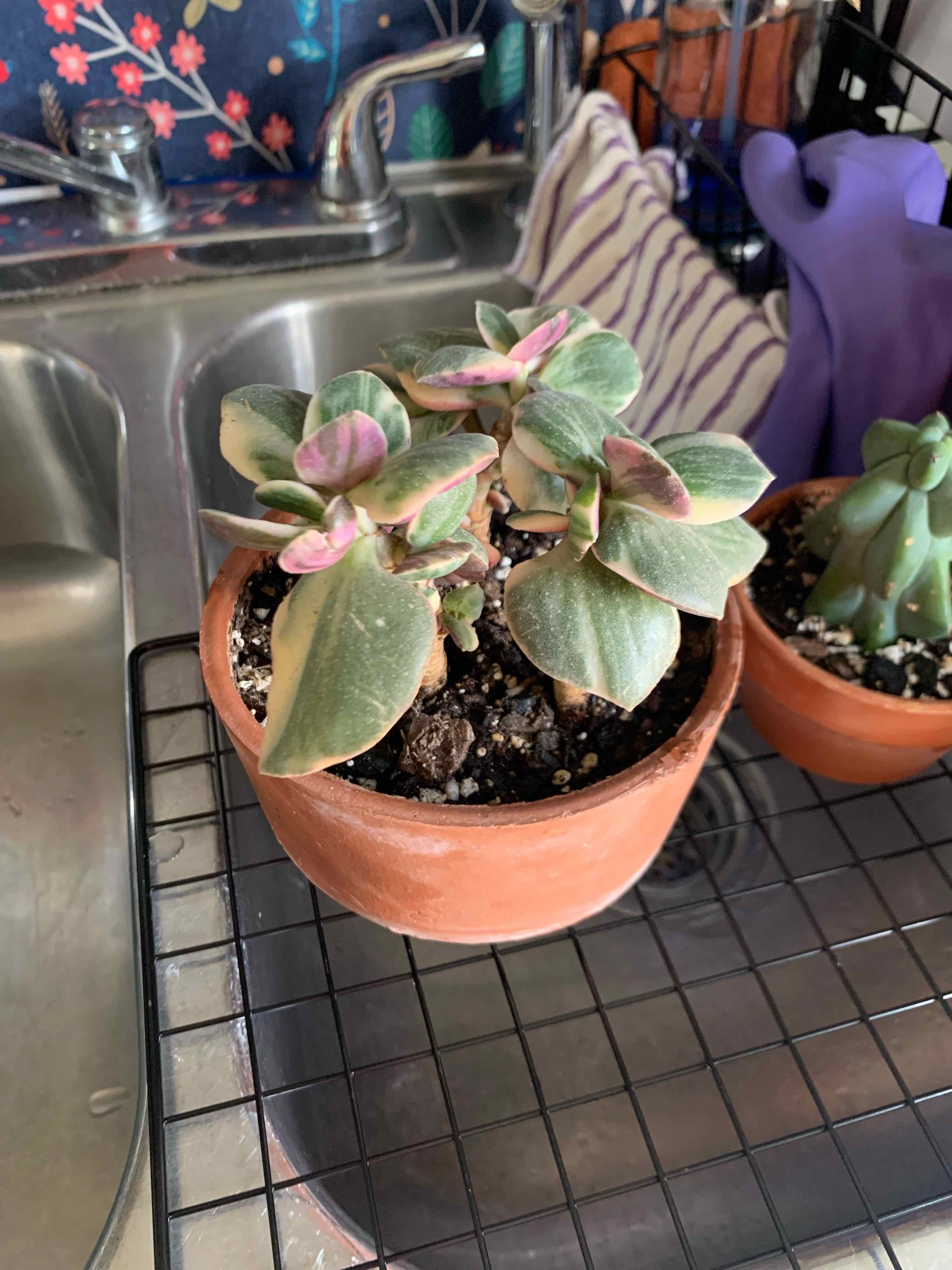 Variegated jade plant in a terracotta pot with visible soil, placed on a wire rack.