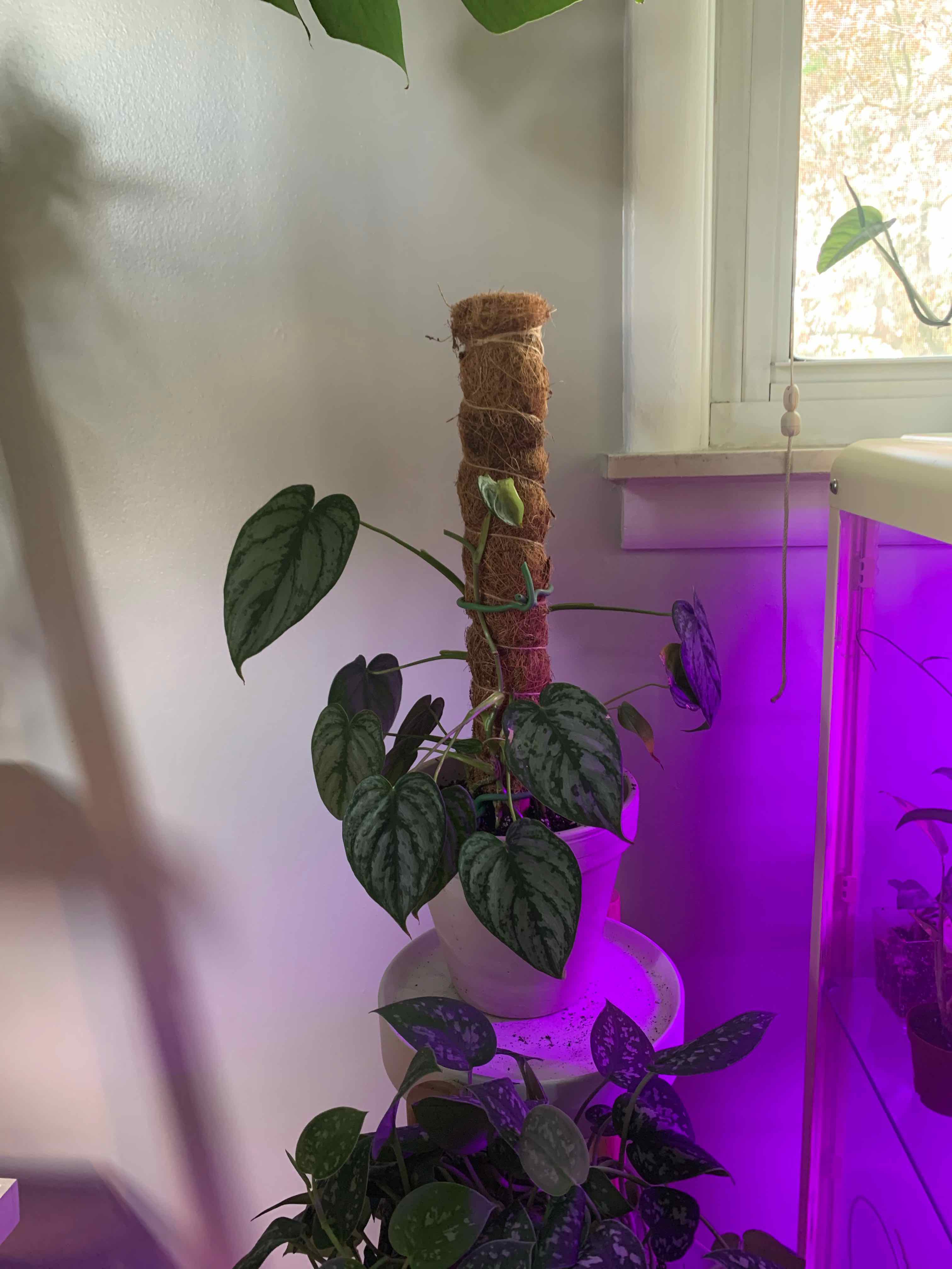 Silver Leaf Philodendron plant supported by a moss pole, with another plant and a window in the background.