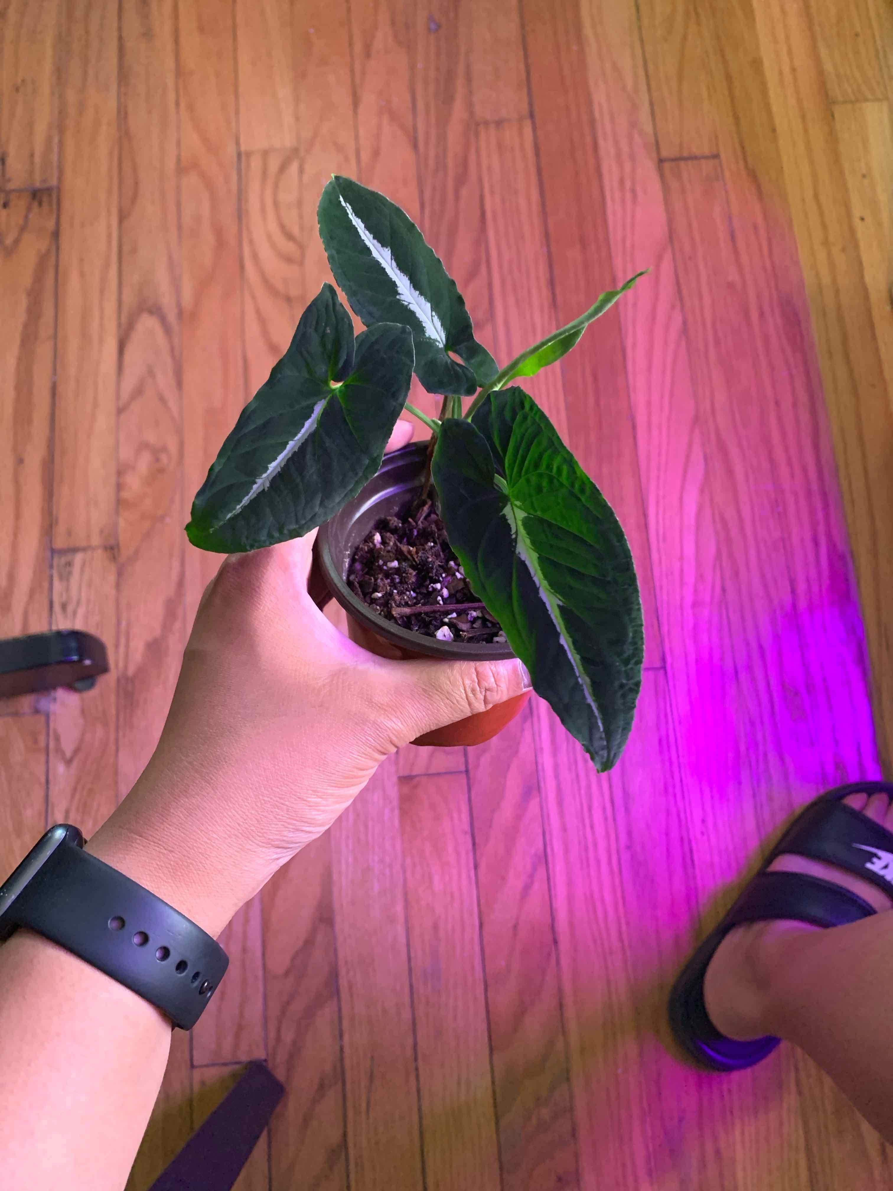 Syngonium wendlandii plant held by a hand, with dark green leaves and white veins.