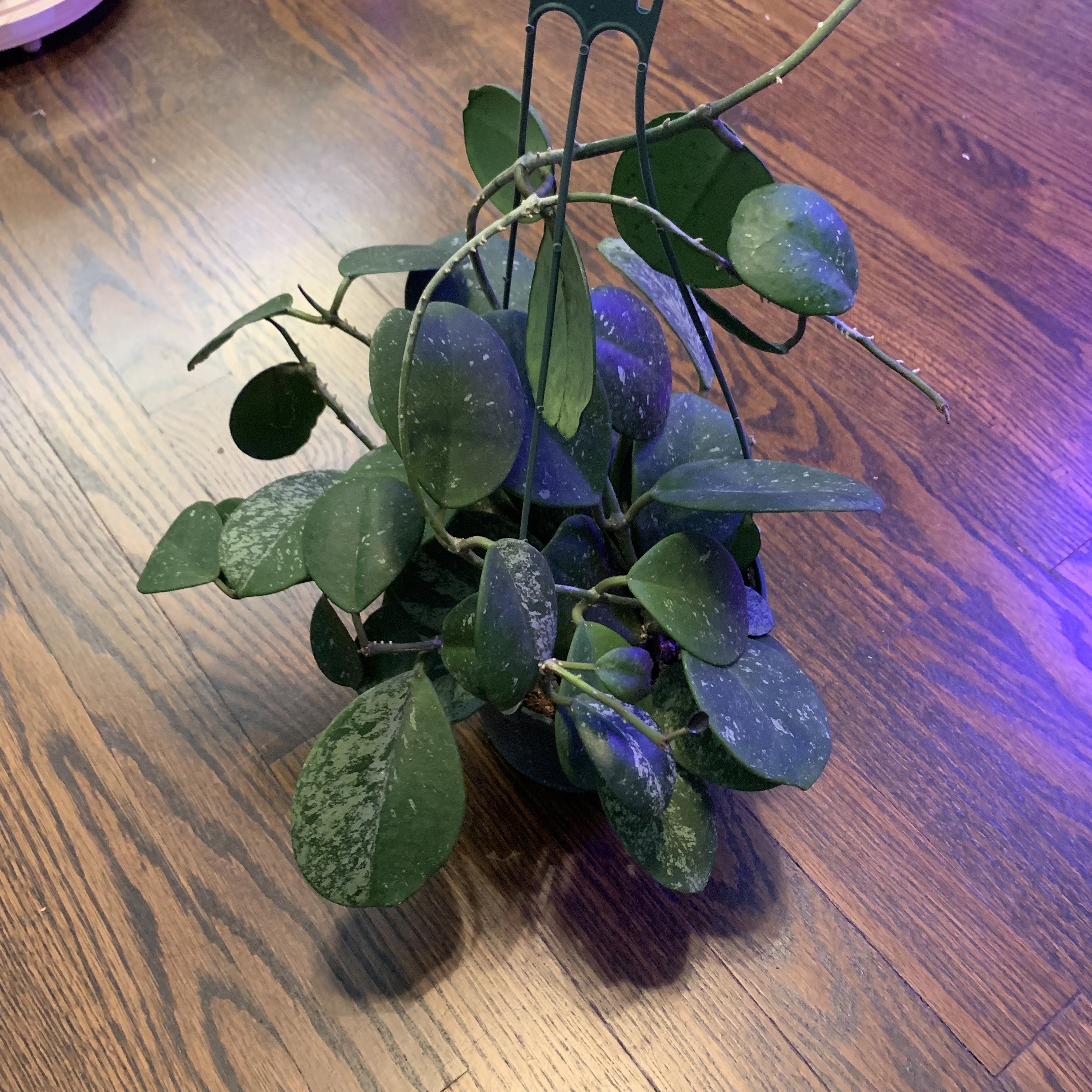Splash Hoya Obovata plant with thick, round leaves and splash-like variegation in a pot with support structure.