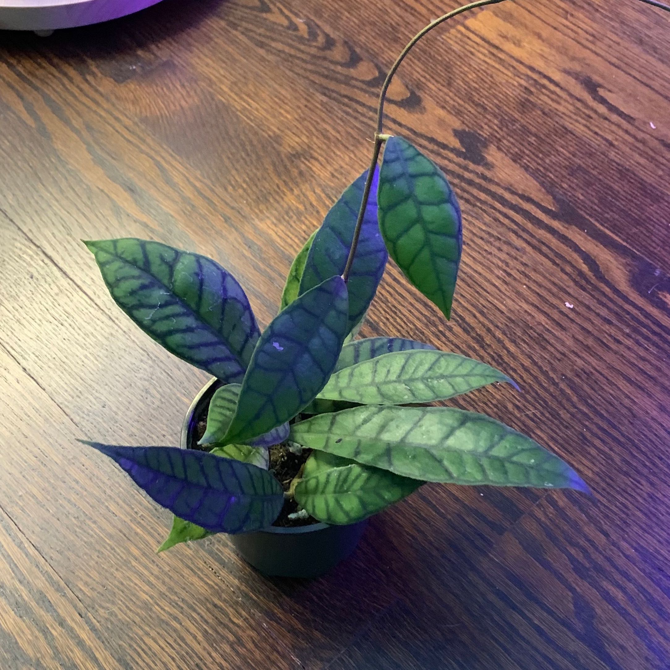 Stiff Leafed Hoya plant in a small pot with healthy, patterned leaves.