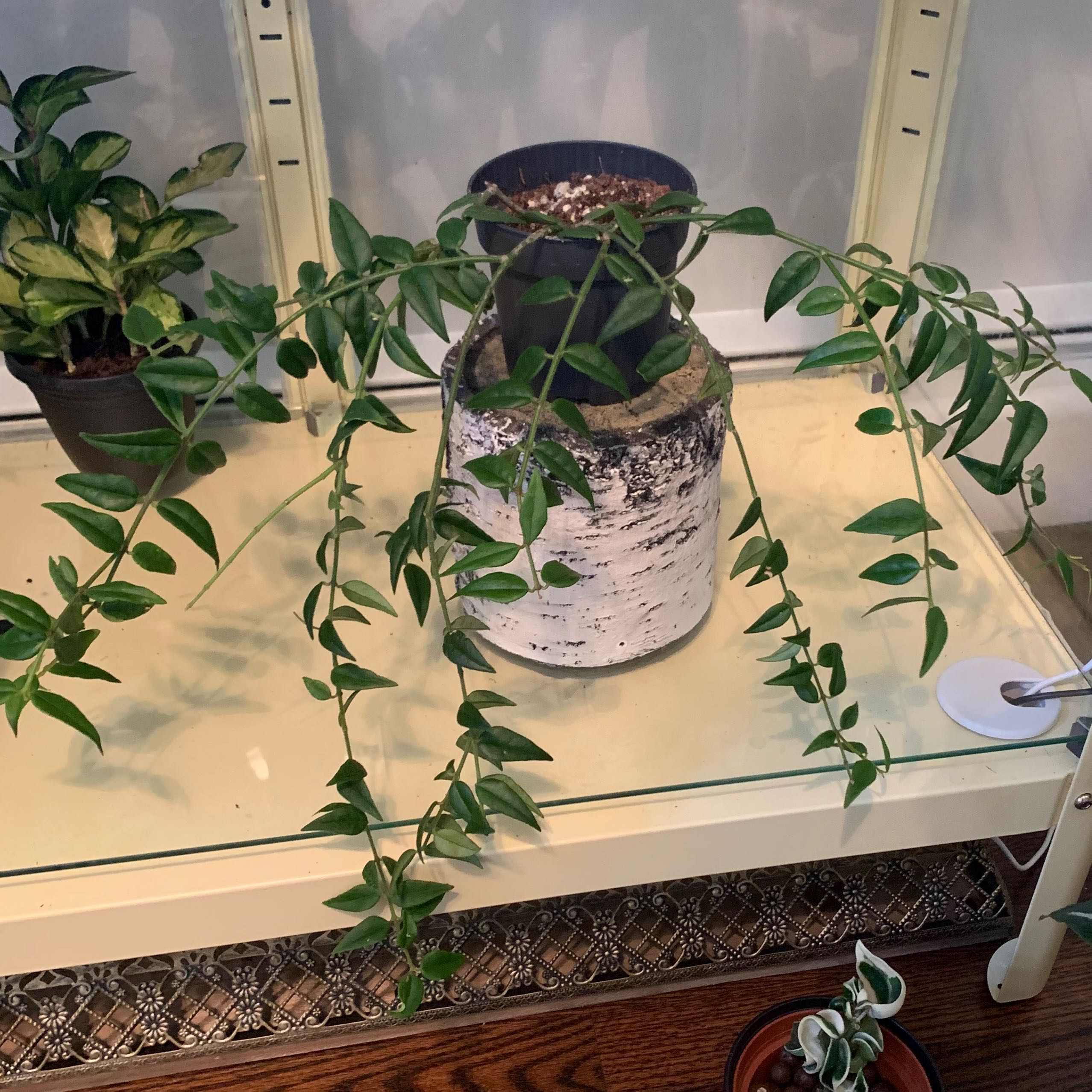 Hoya Bella plant with trailing vines in a white pot on a shelf, with other plants in the background.
