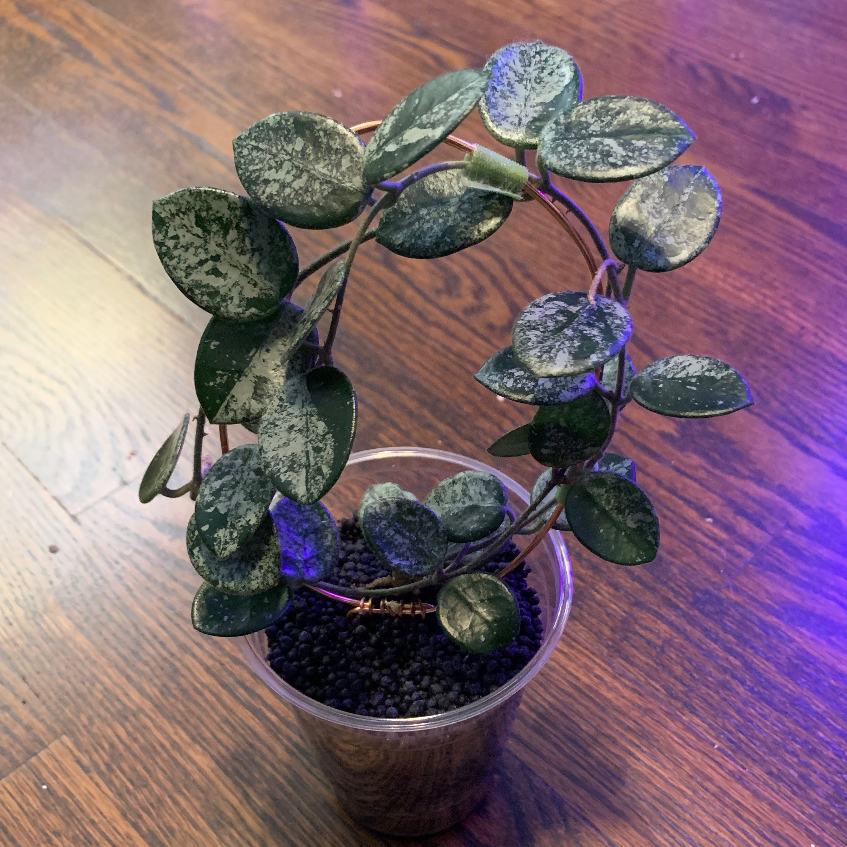 Hoya 'Mathilde' plant in a clear plastic pot with dark soil, green leaves with white speckling.