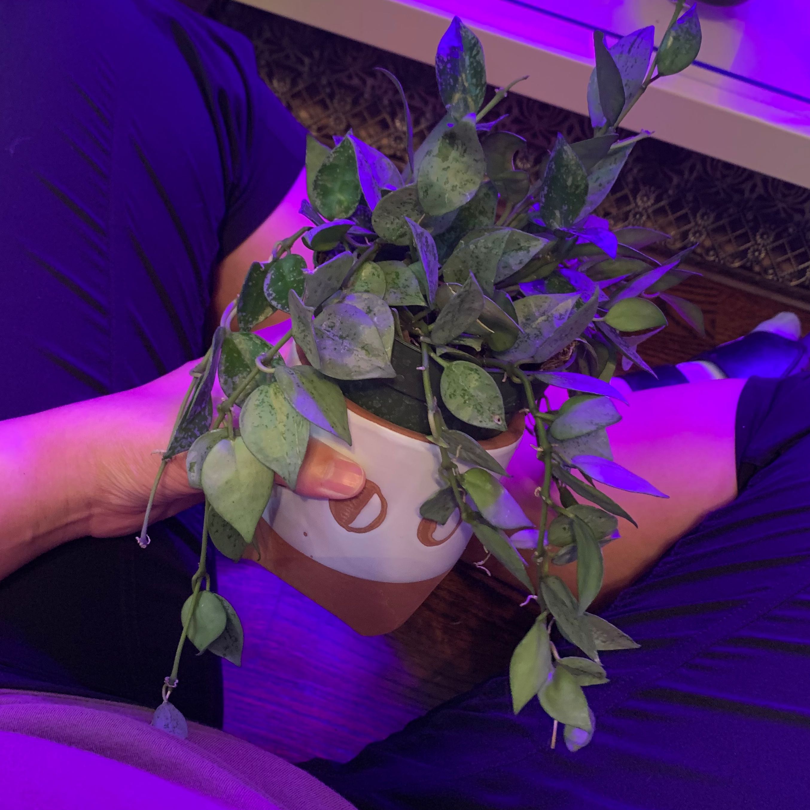 Hoya khroniana Silver Splash plant held by a person, showing healthy leaves with silver splash pattern.