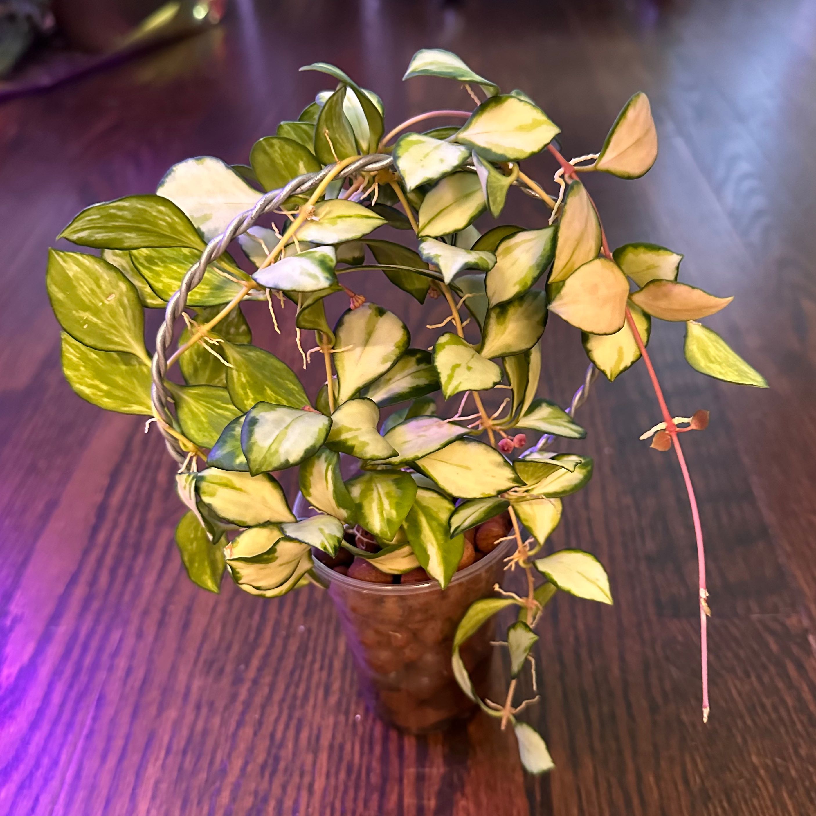 Hoya heuschkeliana variegata plant in a small pot with variegated leaves, slight yellowing and browning.