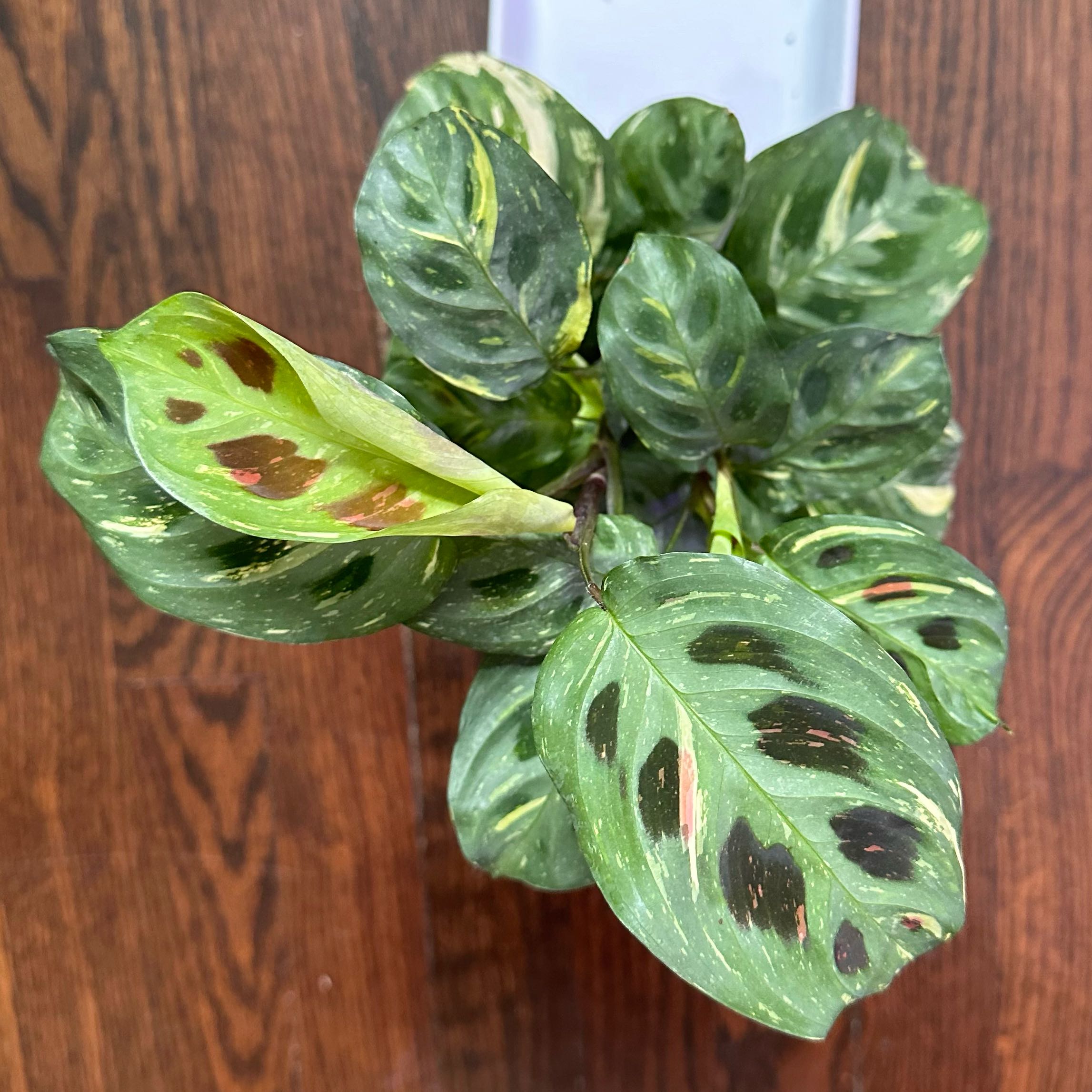 Variegated Prayer Plant with green and yellow variegated leaves and dark spots.