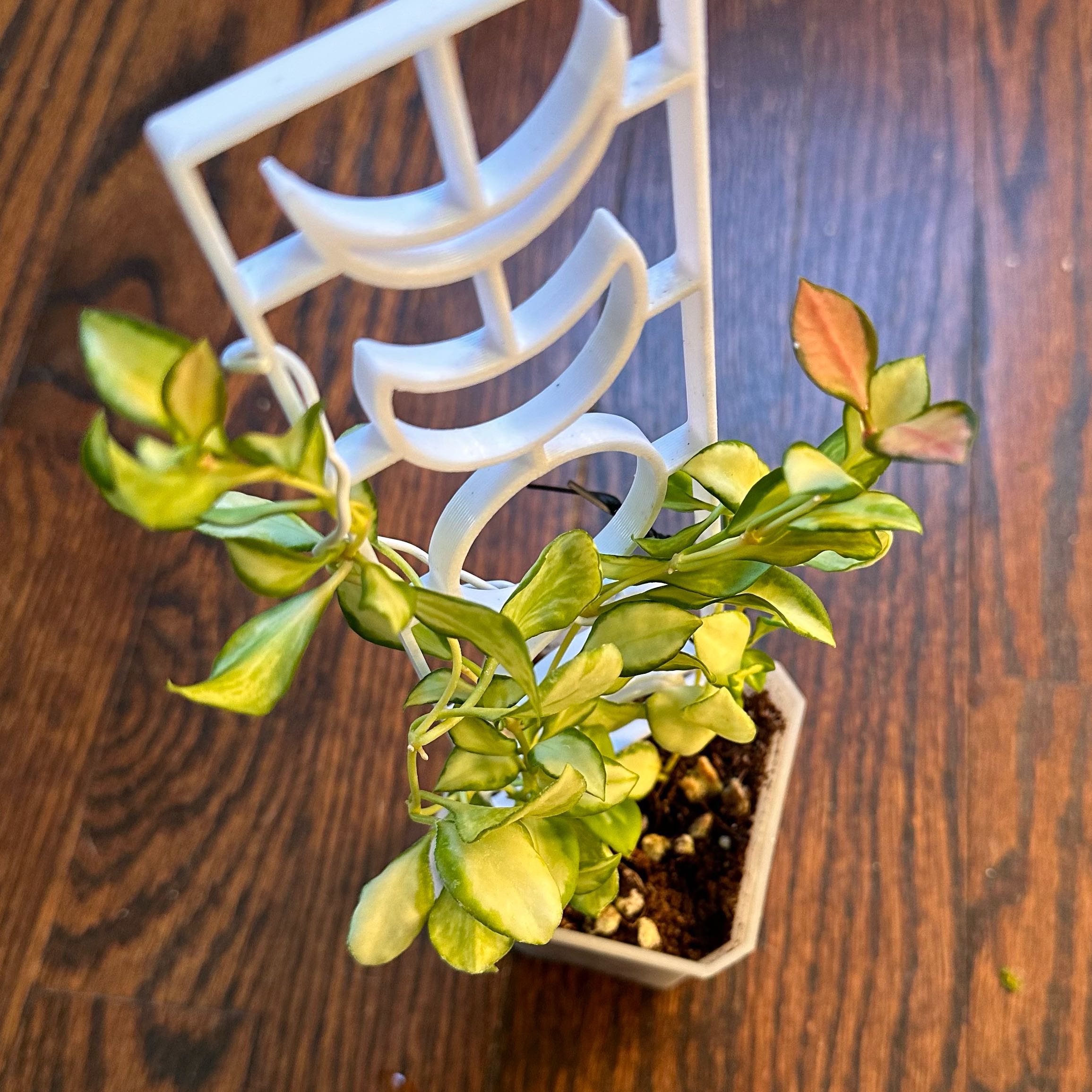 Hoya heuschkeliana variegata plant in a pot with a white trellis, showing some yellowing and browning leaves.