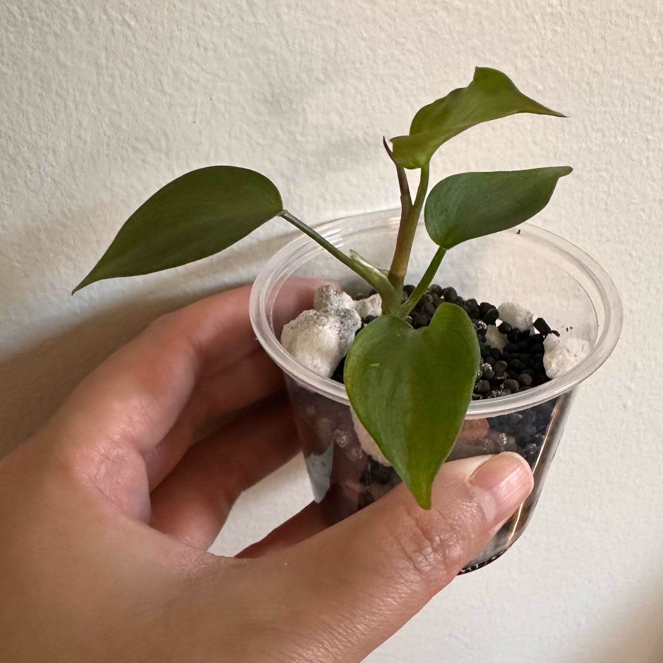 Camposportoanum Velvet Shield plant in a clear plastic container held by a hand.