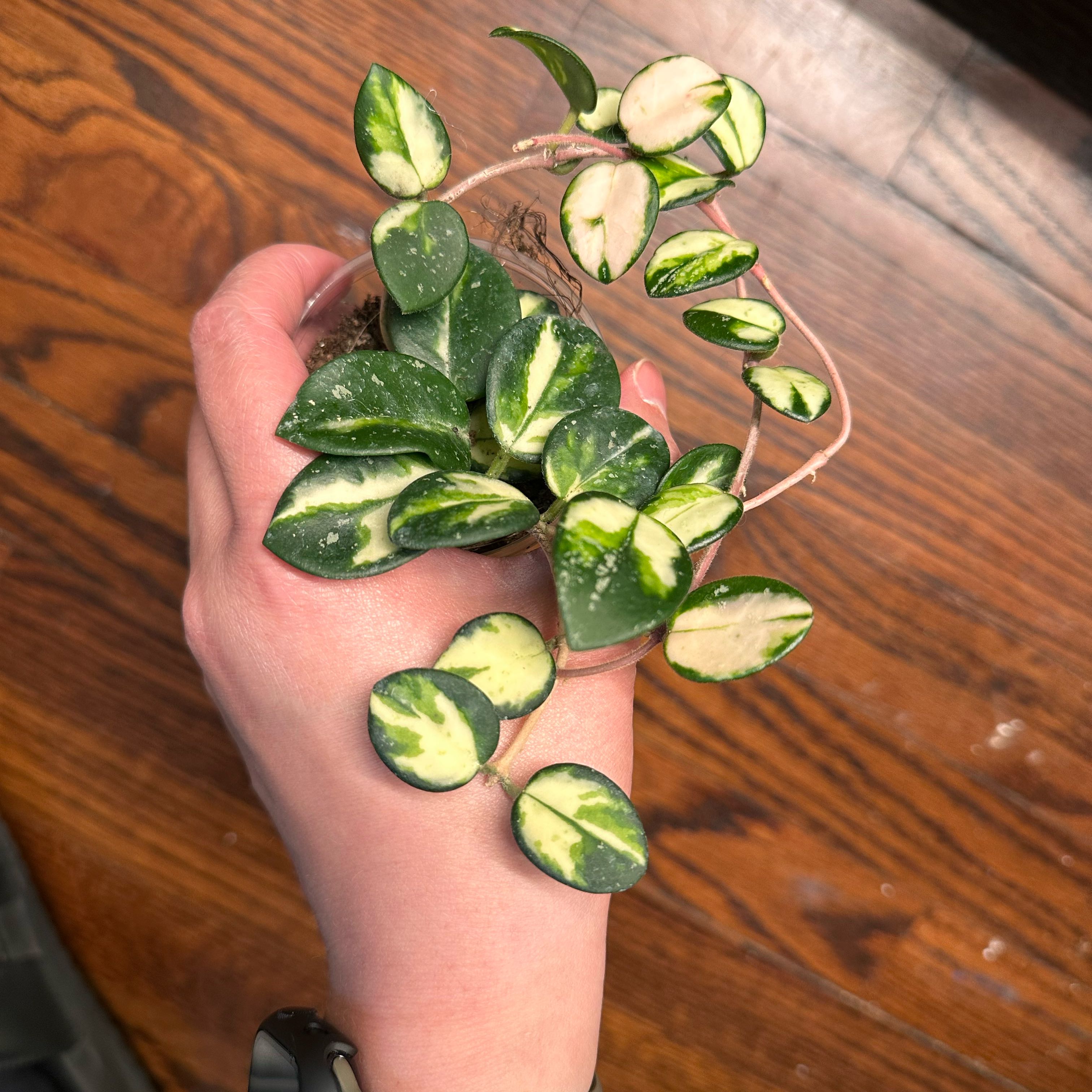 Photo of the plant species Hoya ‘Mathilde’ Inner Variegated by @crystALLplants named Tilda on Greg, the plant care app