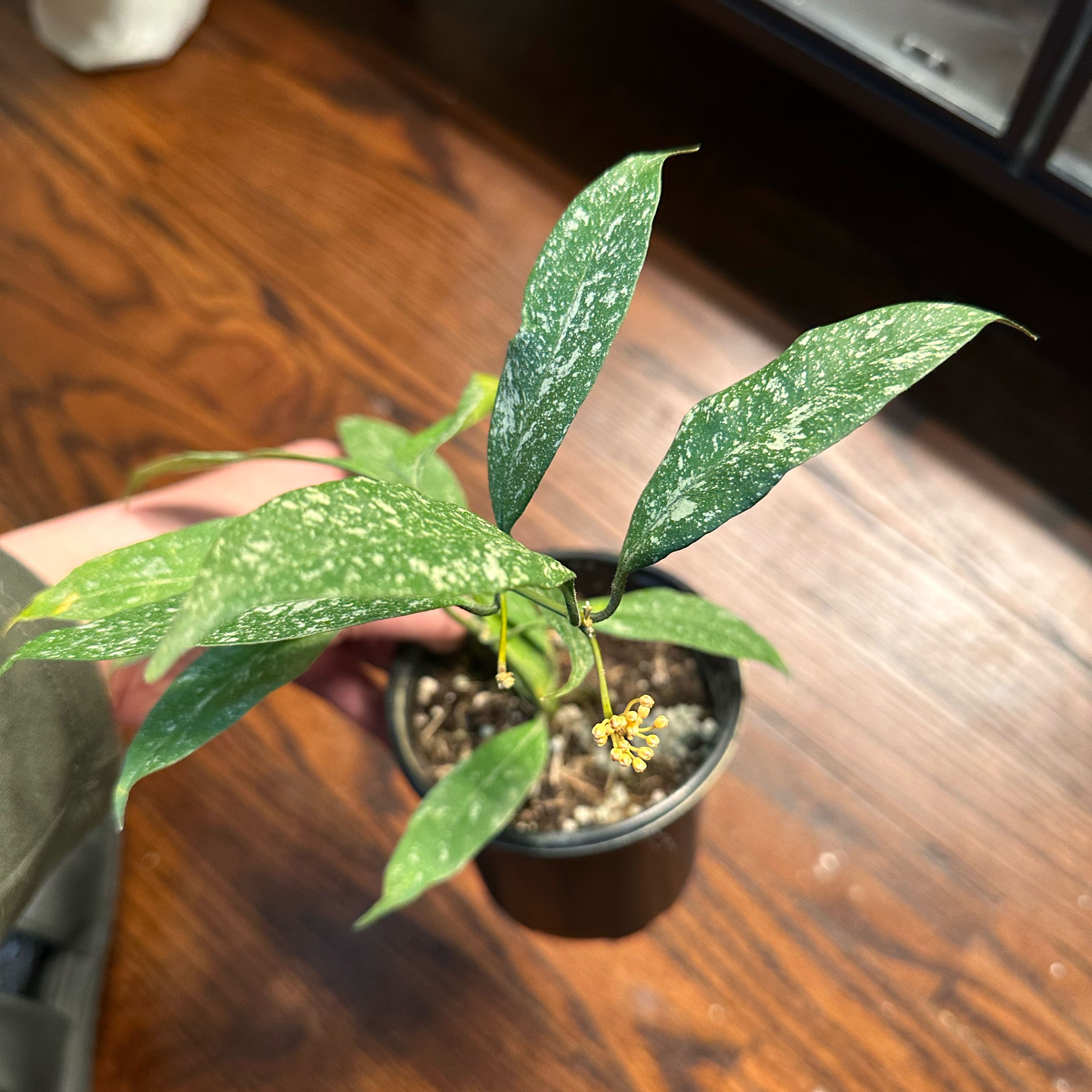 Photo of the plant species Albo Marginata Hoya Multiflora by @crystALLplants named Flora on Greg, the plant care app