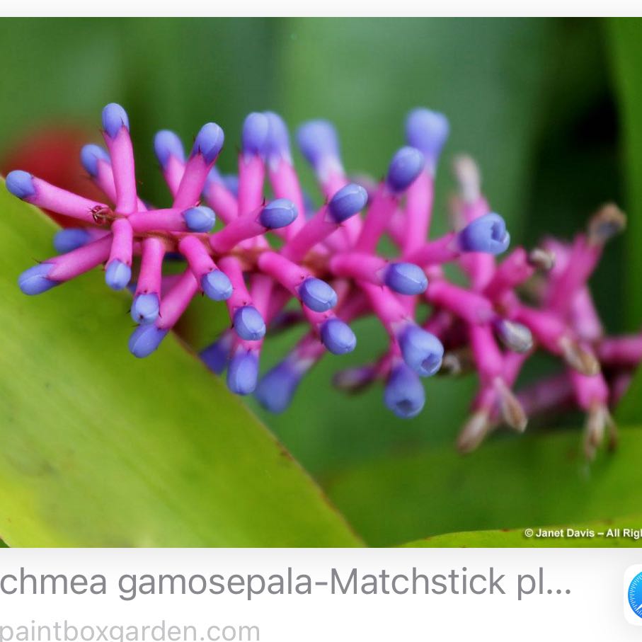 Photo of the plant species Odontonema tubaeforme by @EpitomeBiancini named Tolkien on Greg, the plant care app