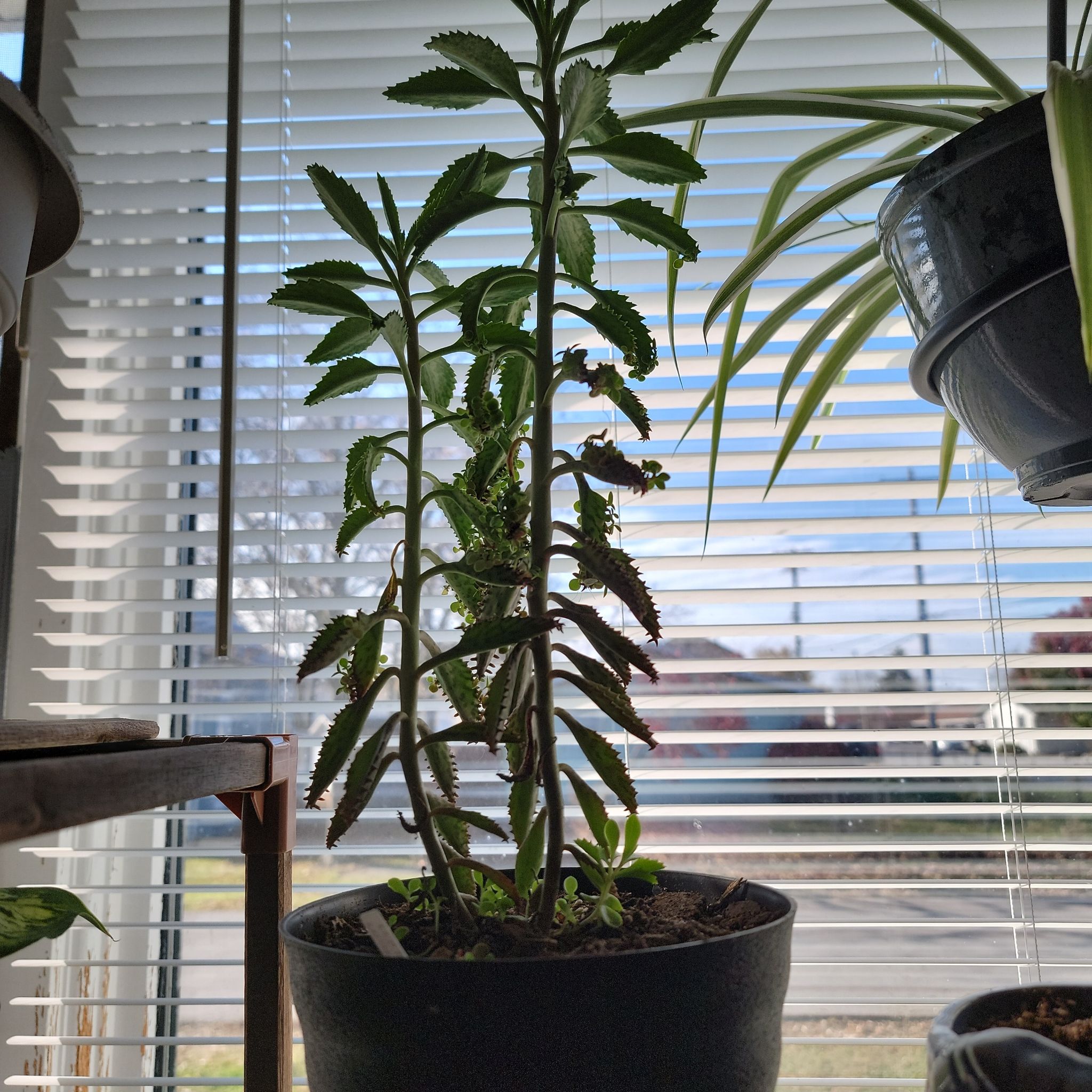 Photo of the plant species Mother of Millions by @SensiblePotato named Kendall on Greg, the plant care app