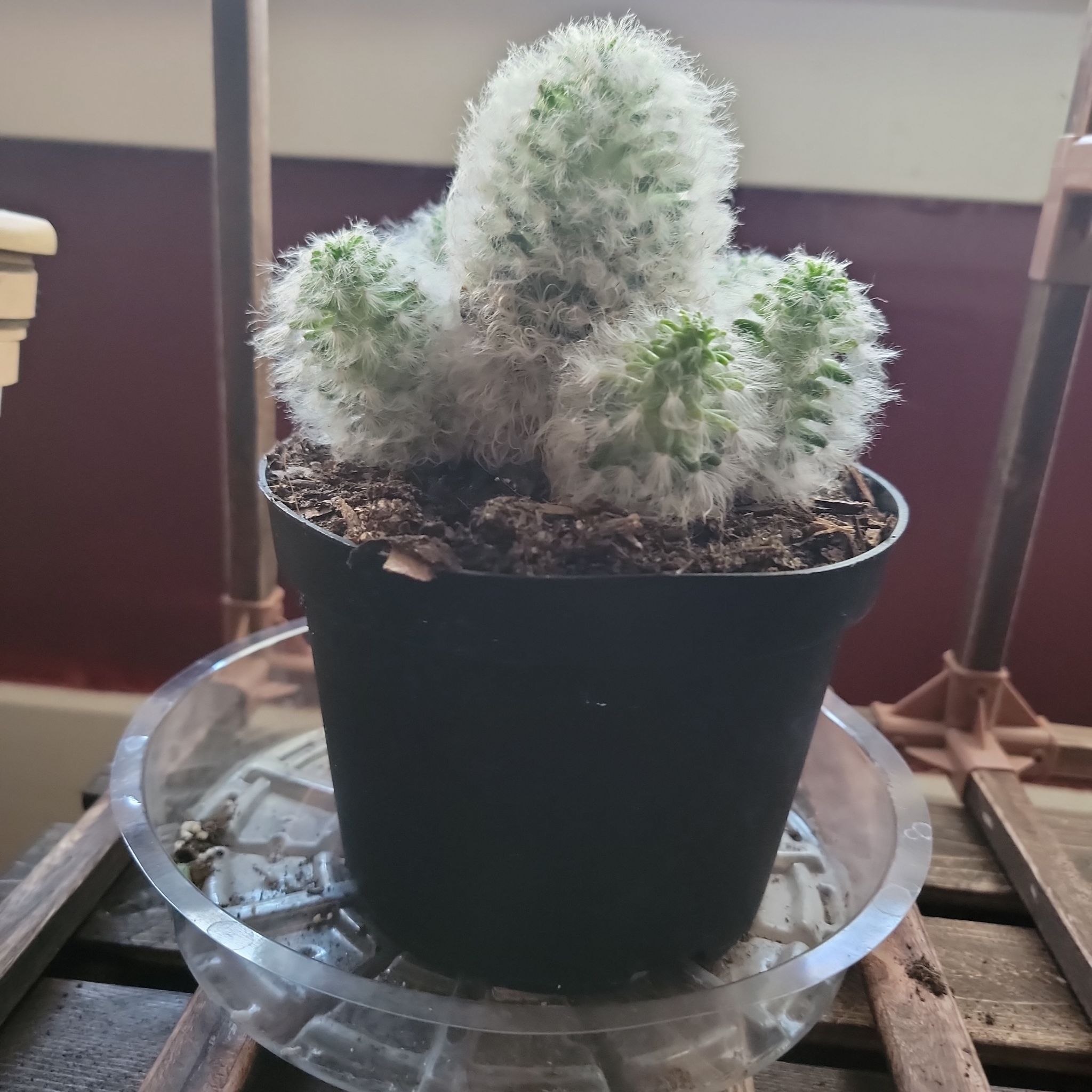 Feather Cactus in a black pot on a clear plastic saucer, healthy and well-framed.