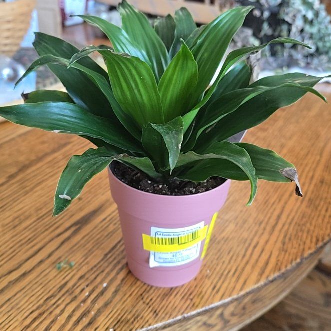 Photo of the plant species Janet Craig Plant by @SensiblePotato named Sage on Greg, the plant care app
