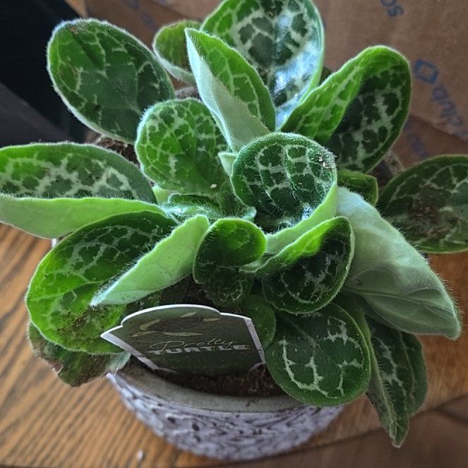 Photo of the plant species Streptocarpus 'Pretty Turtle' by @SensiblePotato named Diana on Greg, the plant care app