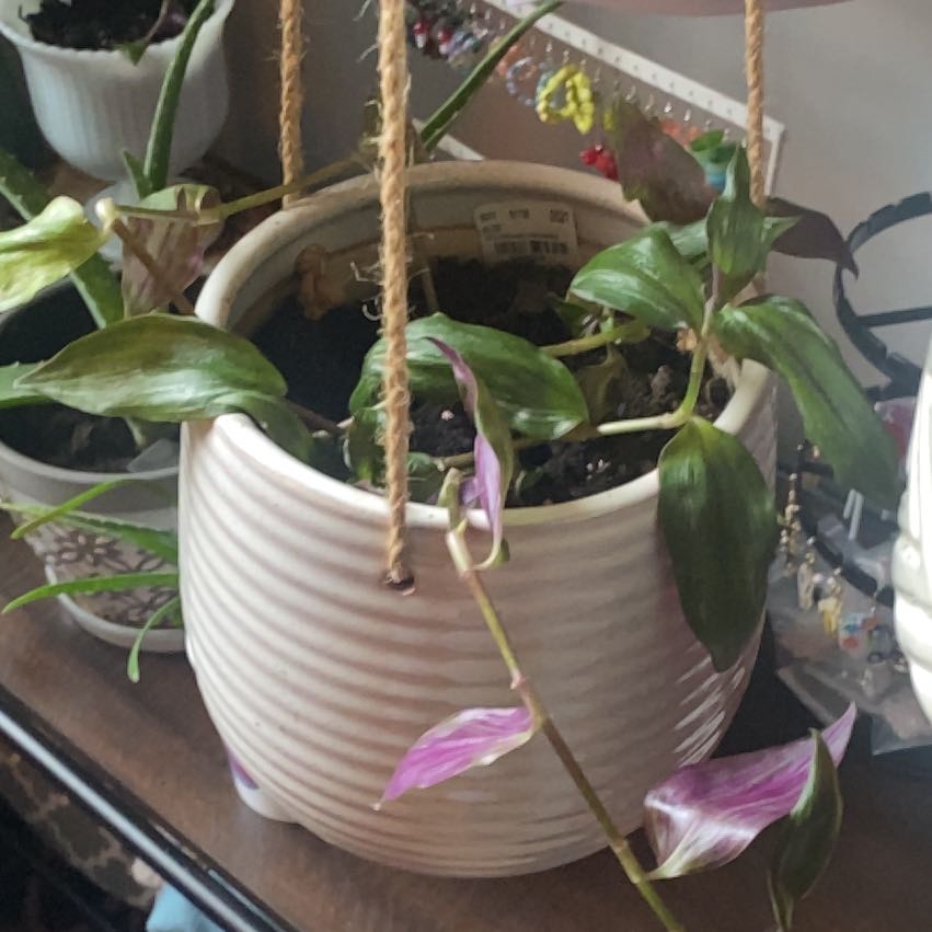 Photo of the plant species Mexican wandering Jew by @MovingLilacsage named Walt on Greg, the plant care app