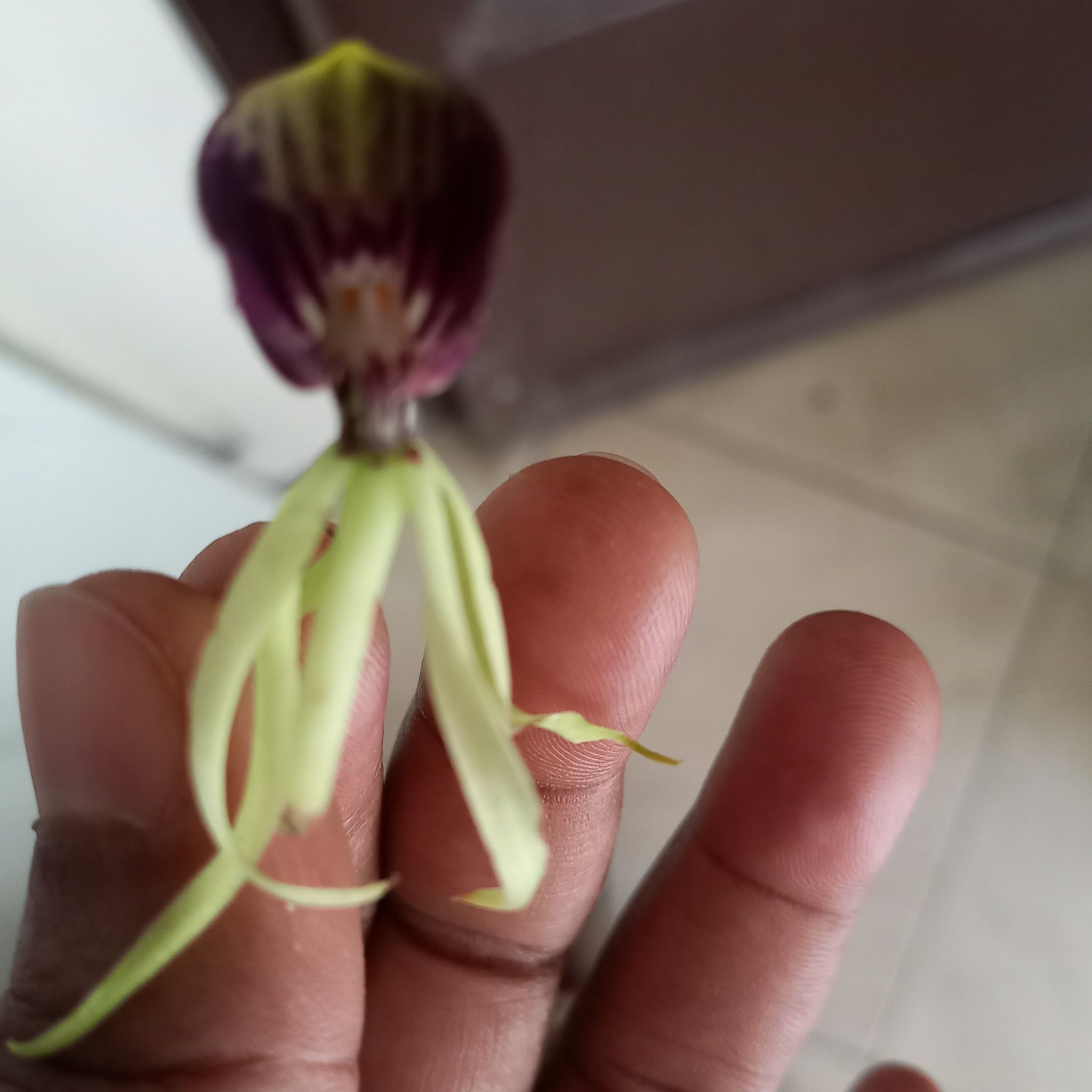 Close-up of a Cockleshell Orchid flower being held by a hand.