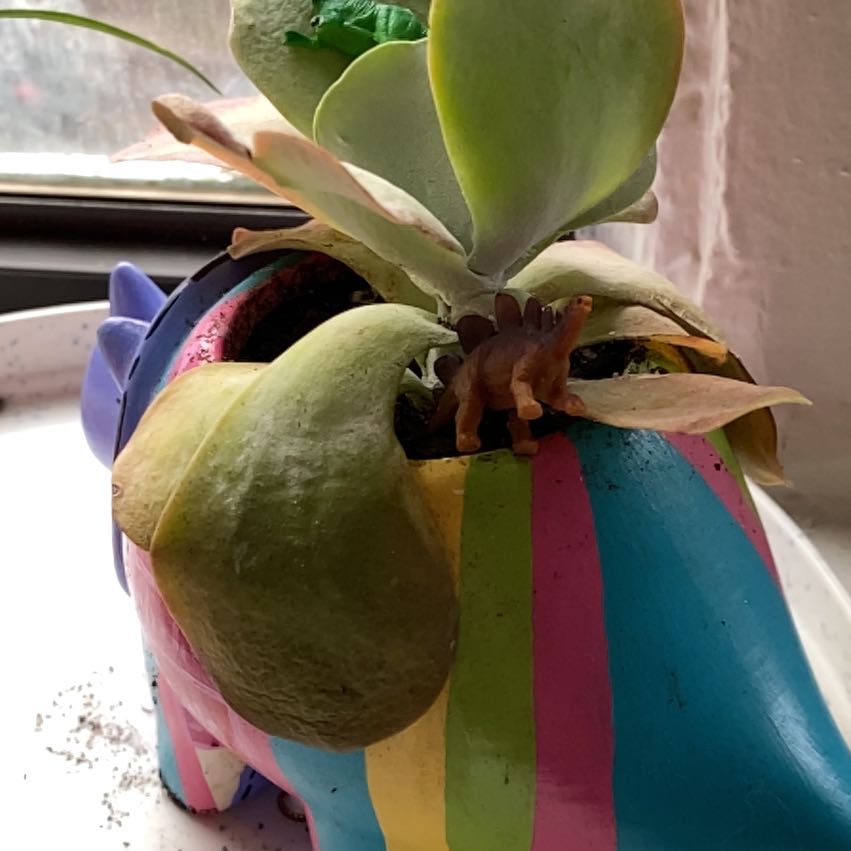 Sproutacus
