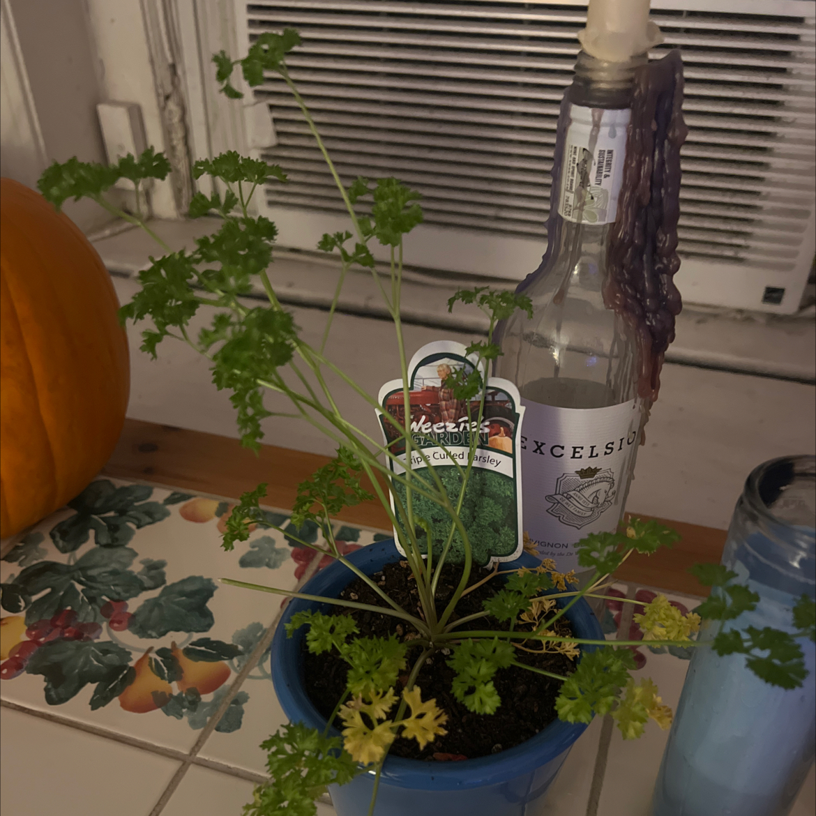 Photo of the plant species Triple Curled Parsley by @Notnatalie named Percy on Greg, the plant care app