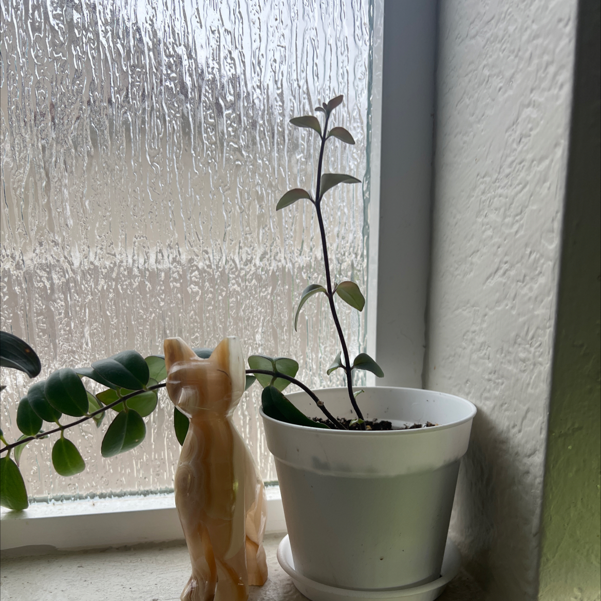 Variegated Lipstick Vine in a white pot on a windowsill with a decorative cat figurine.