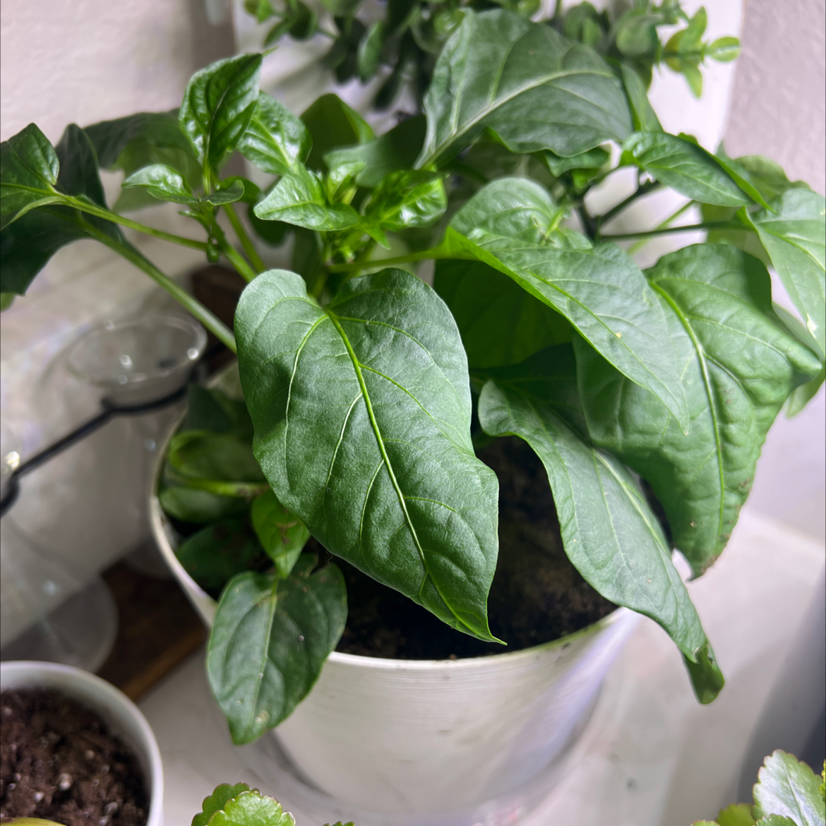 Plant care for Hot Cayenne Pepper on Greg, the plant care app