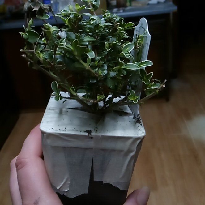 Photo of the plant species Pink Mountain Serissa by @DurableAmethius named Figyonce on Greg, the plant care app