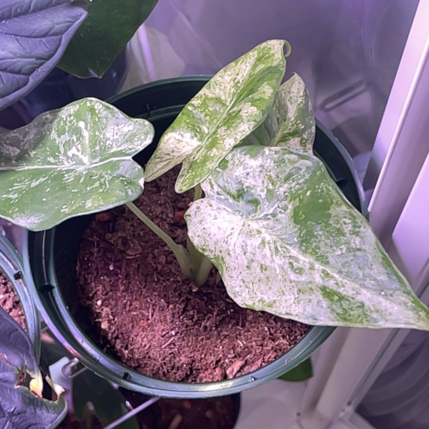 Photo of the plant species blizzard gigantium philodendron by @CalmBarley named Rainier on Greg, the plant care app