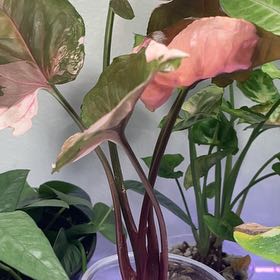 Photo of the plant species Strawberry Ice Galaxy Arrowhead Plant by @CalmBarley named Bruce Lee on Greg, the plant care app